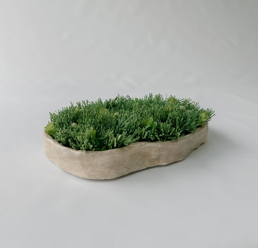 Botanical Collection: Succulent Low Arrangement