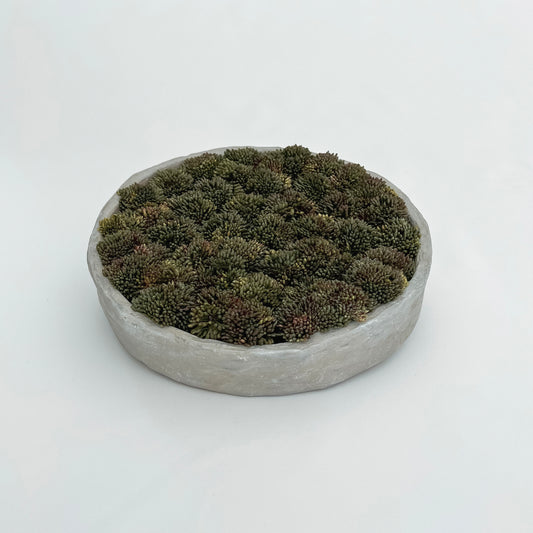 Botanical Collection: Nestled