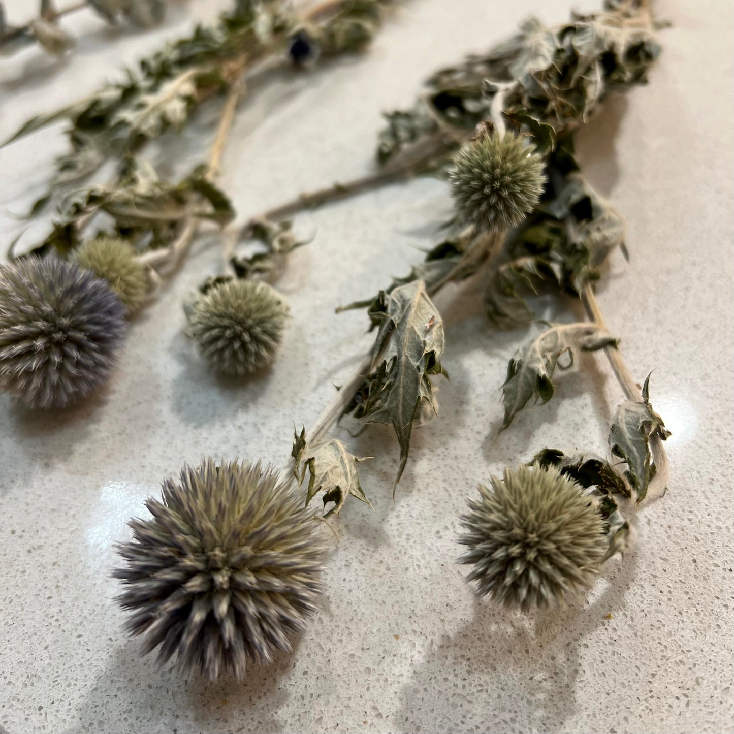 Botanical Wreath: Thursday, October 30th 6-8pm